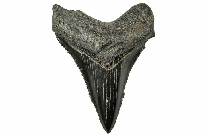 Serrated Chubutensis Tooth - Megalodon Ancestor #326370